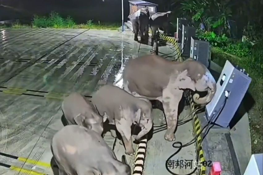 Mamãe elefante destrói eletroposto na China para defender filhote